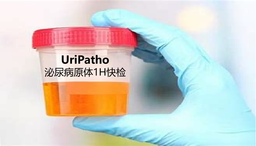 uriPatho，泌尿感染病原谱